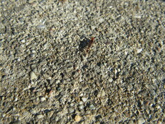 Euborellia annulipes