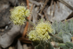 Eriogonum kingii