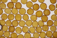 Puccinia laschii