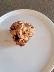 Choiromyces meandriformis