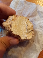 Choiromyces meandriformis