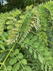Albizia procera