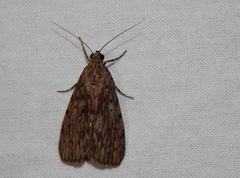Sommeria meridionalis
