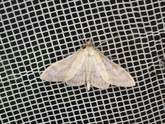 Paratalanta pandalis