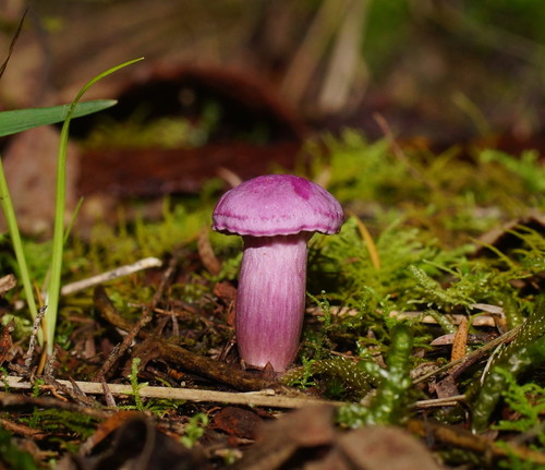 Cantharellus lilacinus image