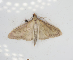 Paratalanta pandalis