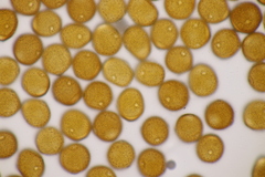 Puccinia laschii