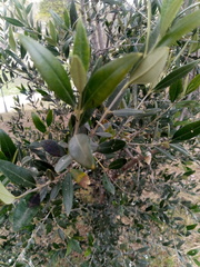 Olea europaea