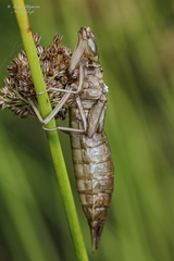 Anax imperator