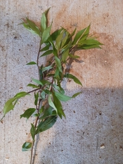 Campanula divaricata