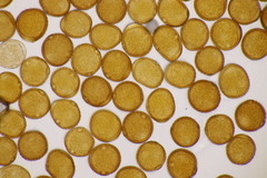 Puccinia laschii