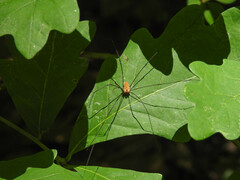 Leiobunum nigropalpi