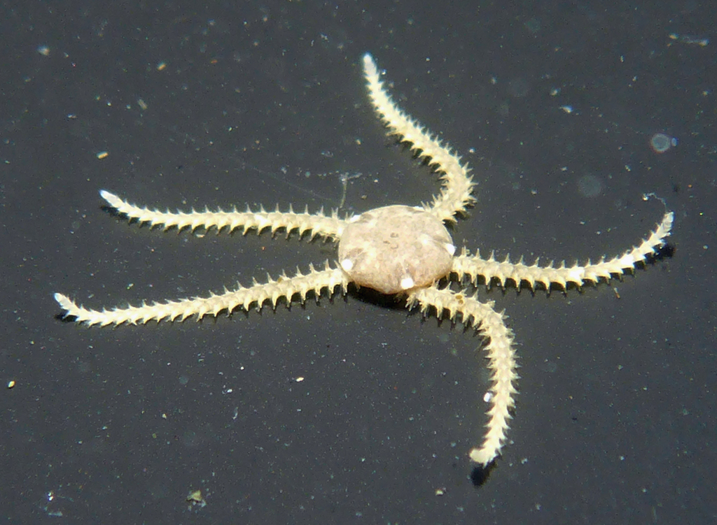 Dwarf Brittle Star (Echinoderms of the North Eastern Pacific (Alaska to