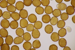 Puccinia laschii