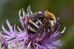 Tetraloniella dentata