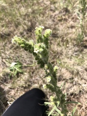 Oreocarya setosissima