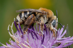 Tetraloniella dentata