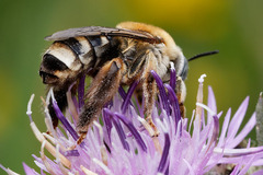 Tetraloniella dentata