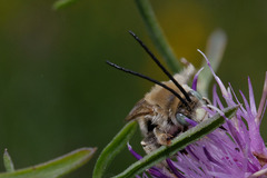 Tetraloniella dentata