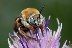 Tetraloniella dentata