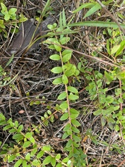 Vaccinium crassifolium