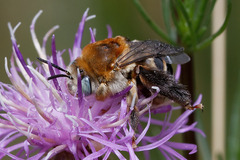 Tetraloniella dentata