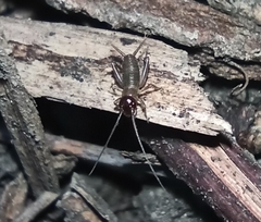Modicogryllus frontalis