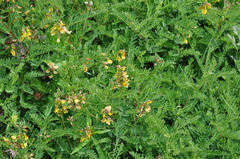 Astragalus penduliflorus