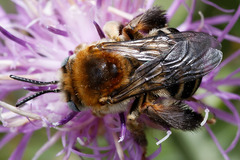 Tetraloniella dentata