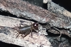 Modicogryllus frontalis