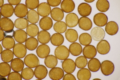 Puccinia laschii