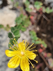 Hypericum nummularium