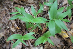 Dichanthelium latifolium