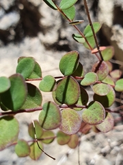 Hypericum nummularium