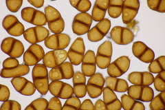 Puccinia laschii