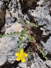Hypericum nummularium