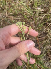 Carphephorus tomentosus