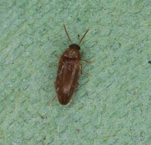 Hallomenus axillaris