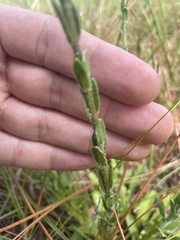 Carphephorus tomentosus