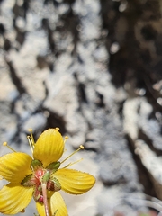 Hypericum nummularium