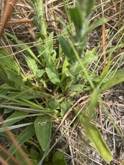 Carphephorus tomentosus