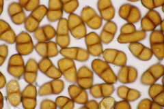 Puccinia laschii