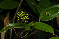 Smilax calophylla
