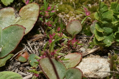 Polygonum polygaloides