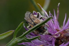 Tetraloniella dentata