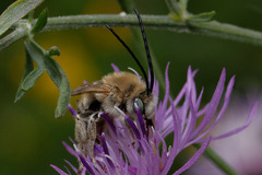 Tetraloniella dentata