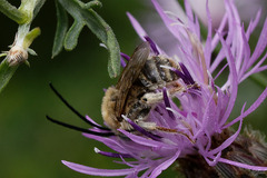 Tetraloniella dentata