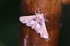 Eutelia pulcherrimus