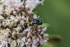 Physocephala rufipes