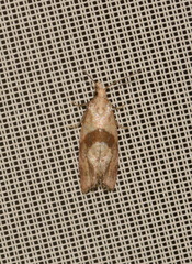 Cochylidia implicitana